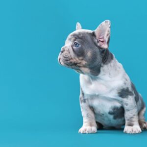 blue merle french bulldog frenchie space