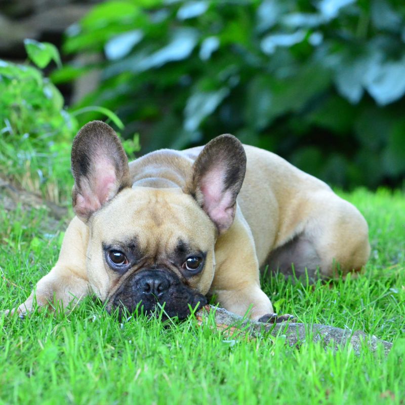 french bulldog eating grass frenchie space