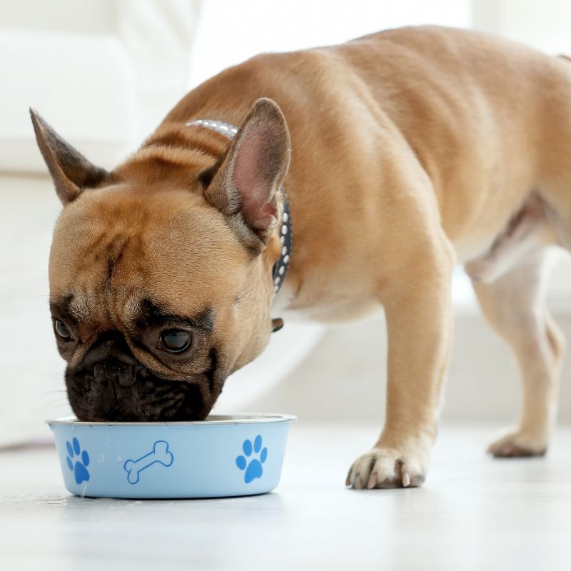 french bulldog eating grass frenchie space