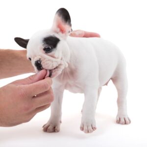 french bulldog eating grass
