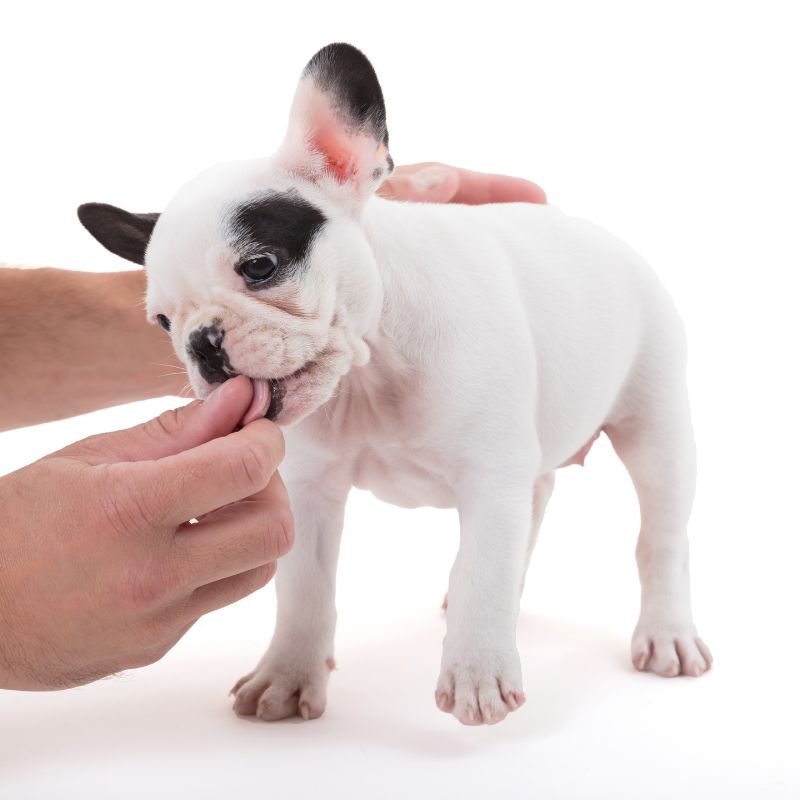 french bulldog treats frenchie space