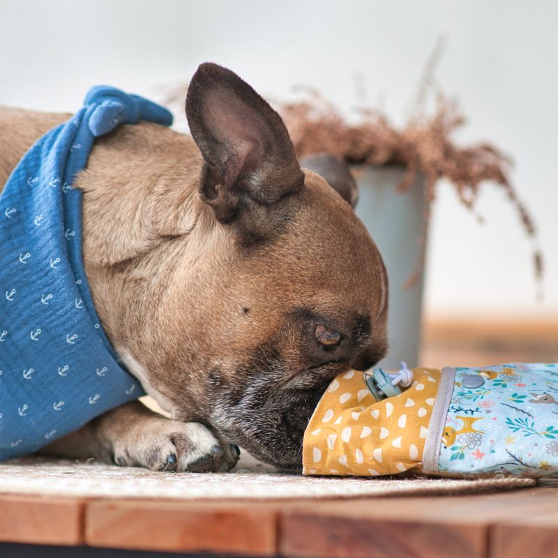 french bulldog treats frenchie space