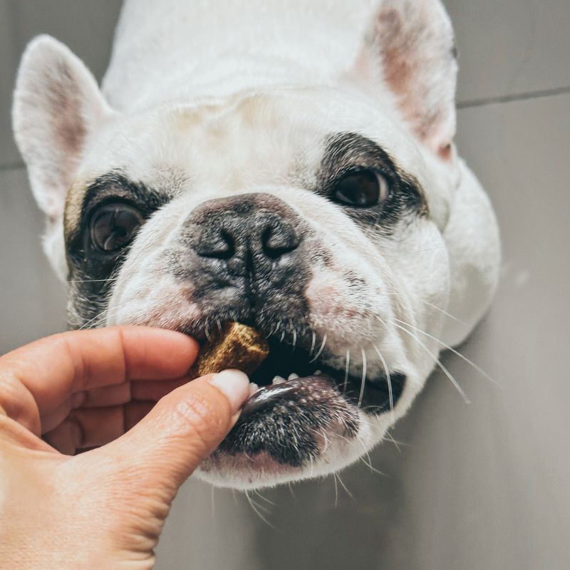 french bulldog treats frenchie space