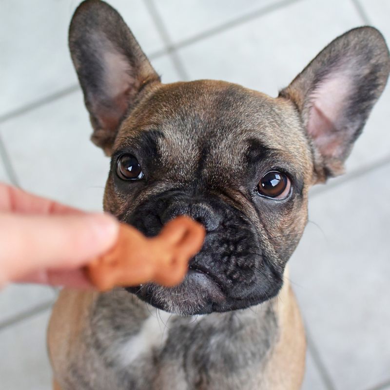 french bulldog treats