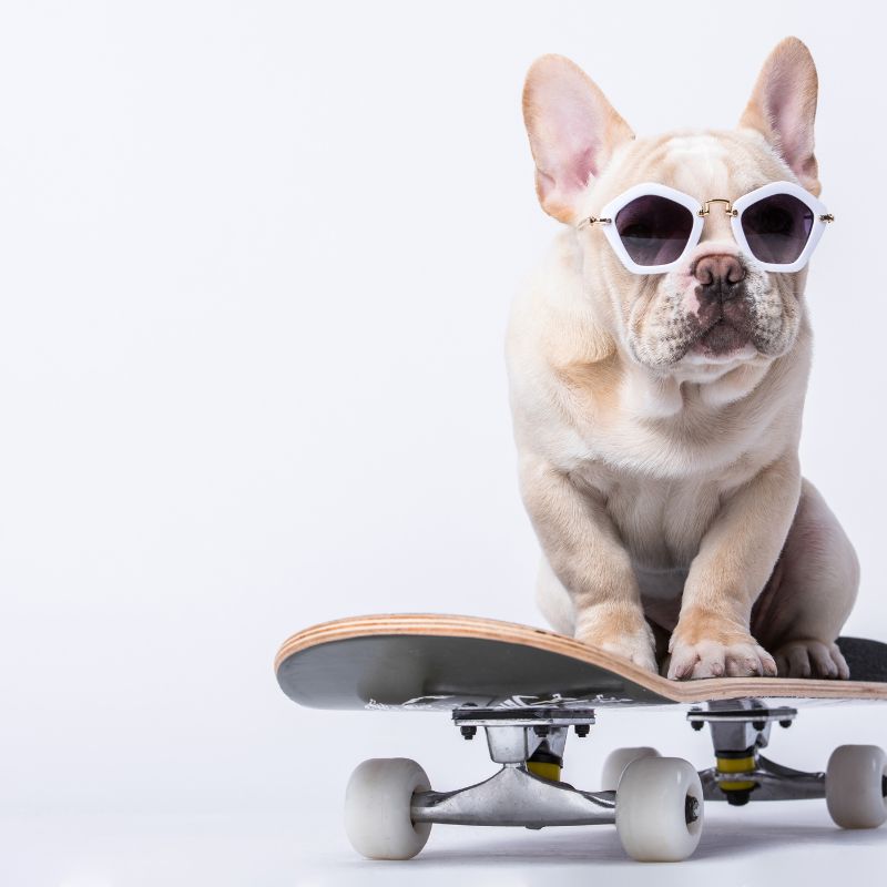 french bulldog weight frenchie space