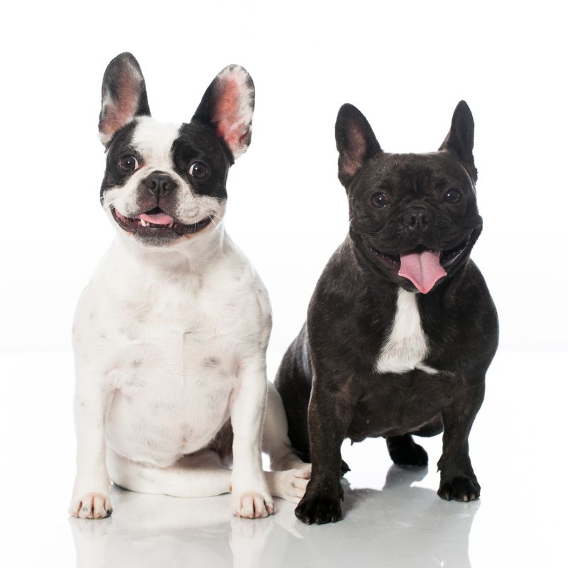 french bulldog weight frenchie space