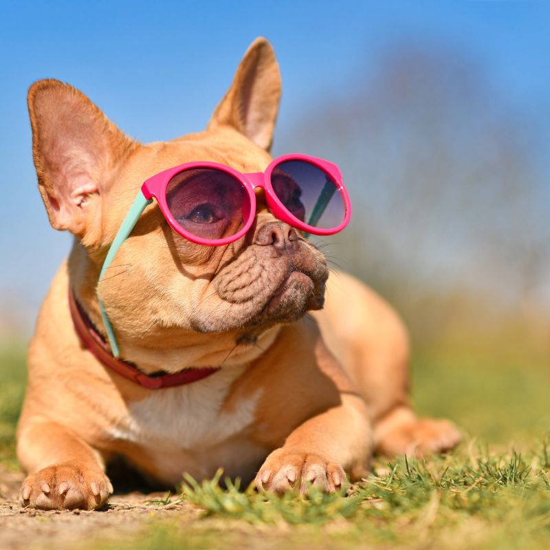 french bulldog weight