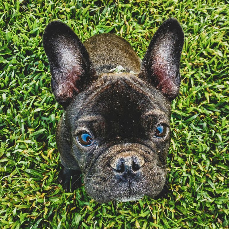 frenchie eats grass