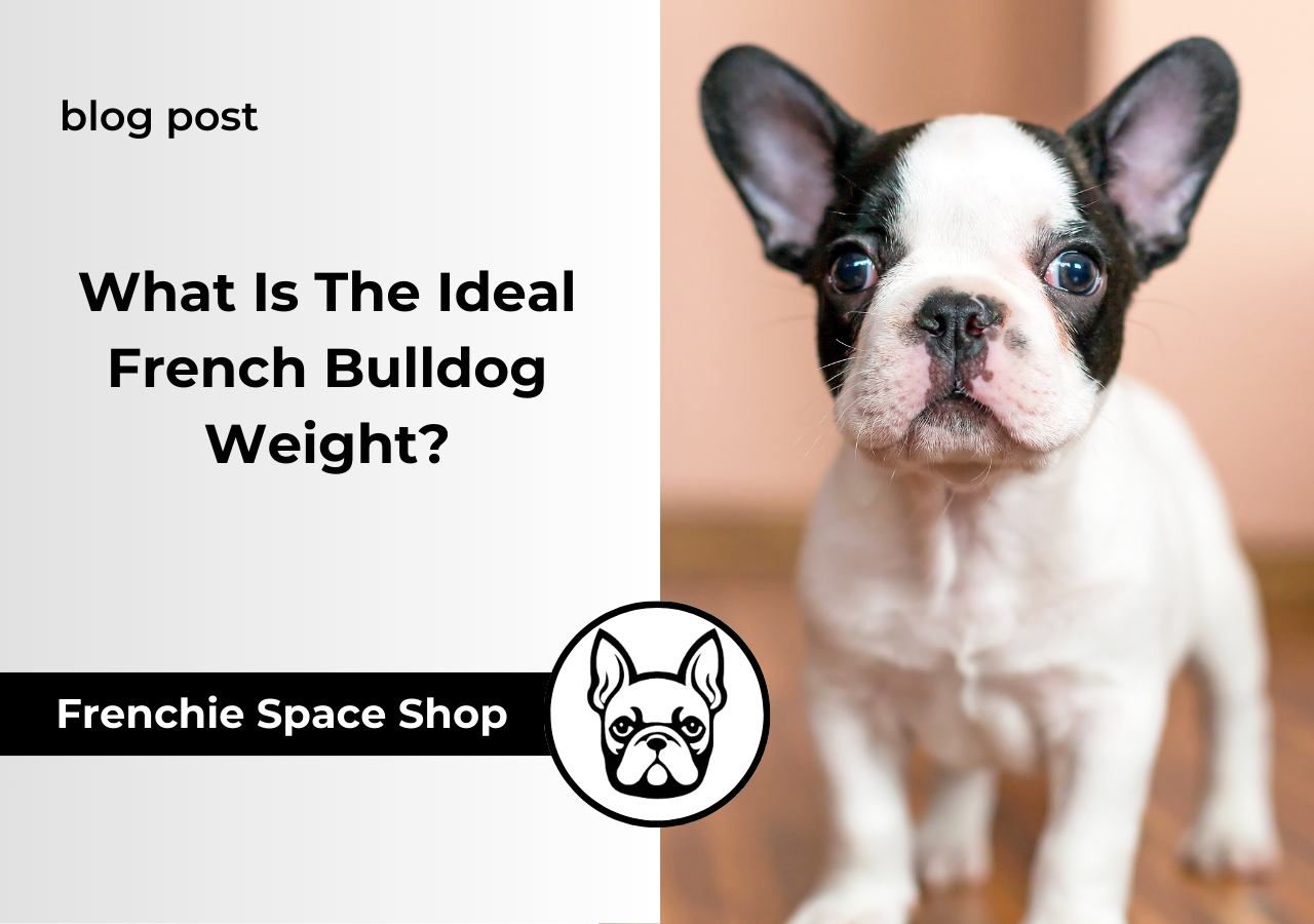 frenchie weight