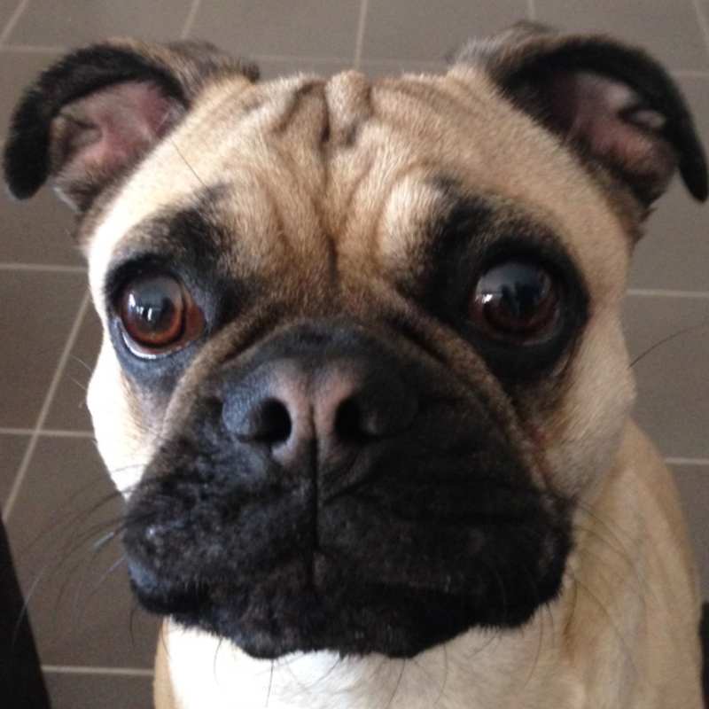 frug dog breed frenchie space
