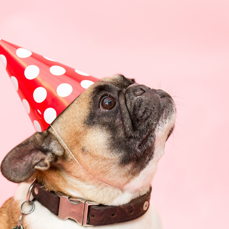 frug dog breed frenchie space