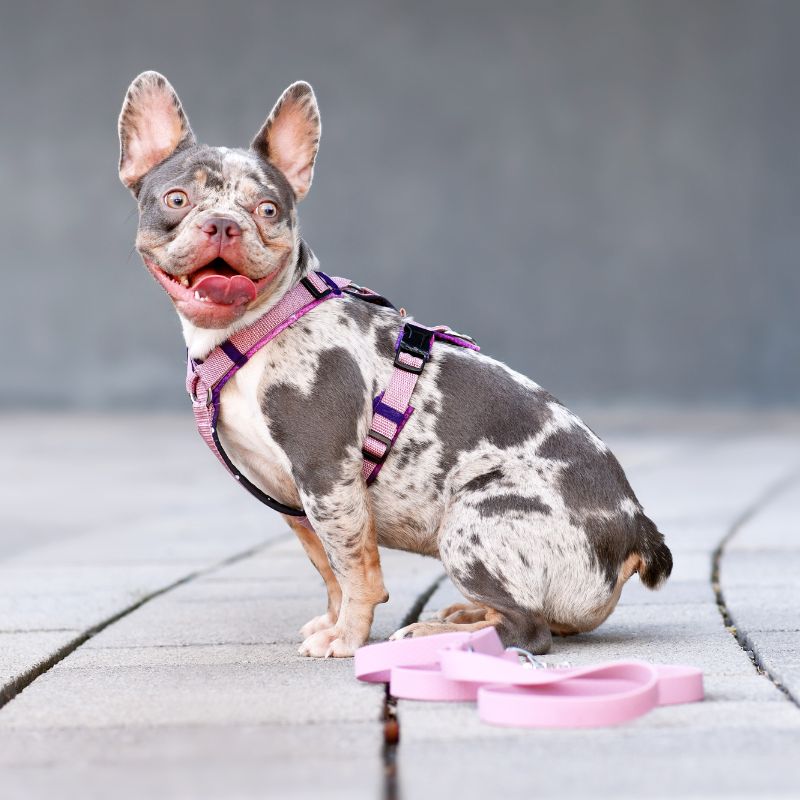 merle french bulldog
