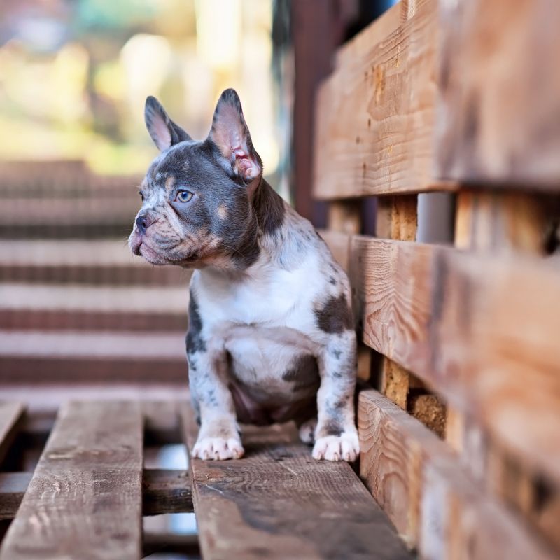 merle french bulldog