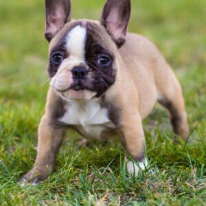 french bulldog kennel cough