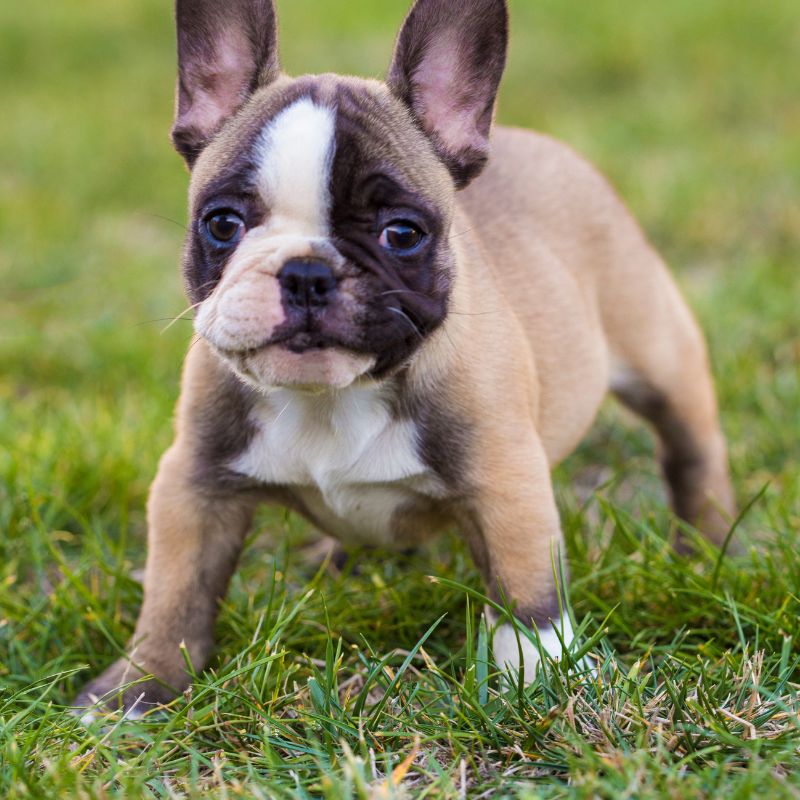 runny poop in frenchies frenchie space