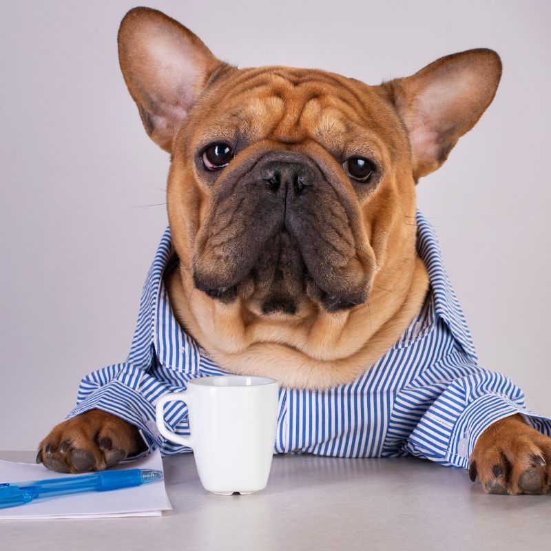 diarrhea in french bulldogs