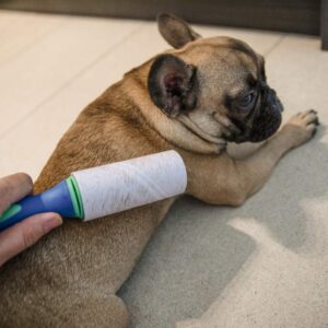 do french bulldogs shed frenchie space