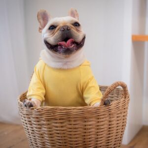 do french bulldogs shed frenchie space