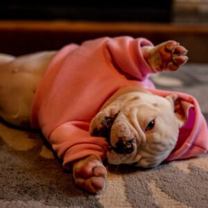 do french bulldogs shed frenchie space