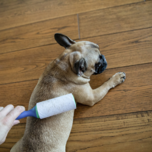 do french bulldogs shed frenchie space