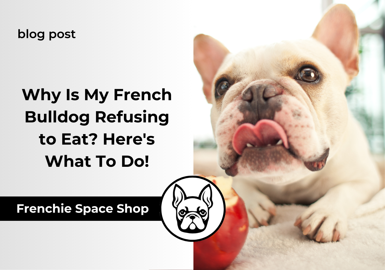 french bulldog refuses to eat