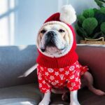 french bulldog christmas snood
