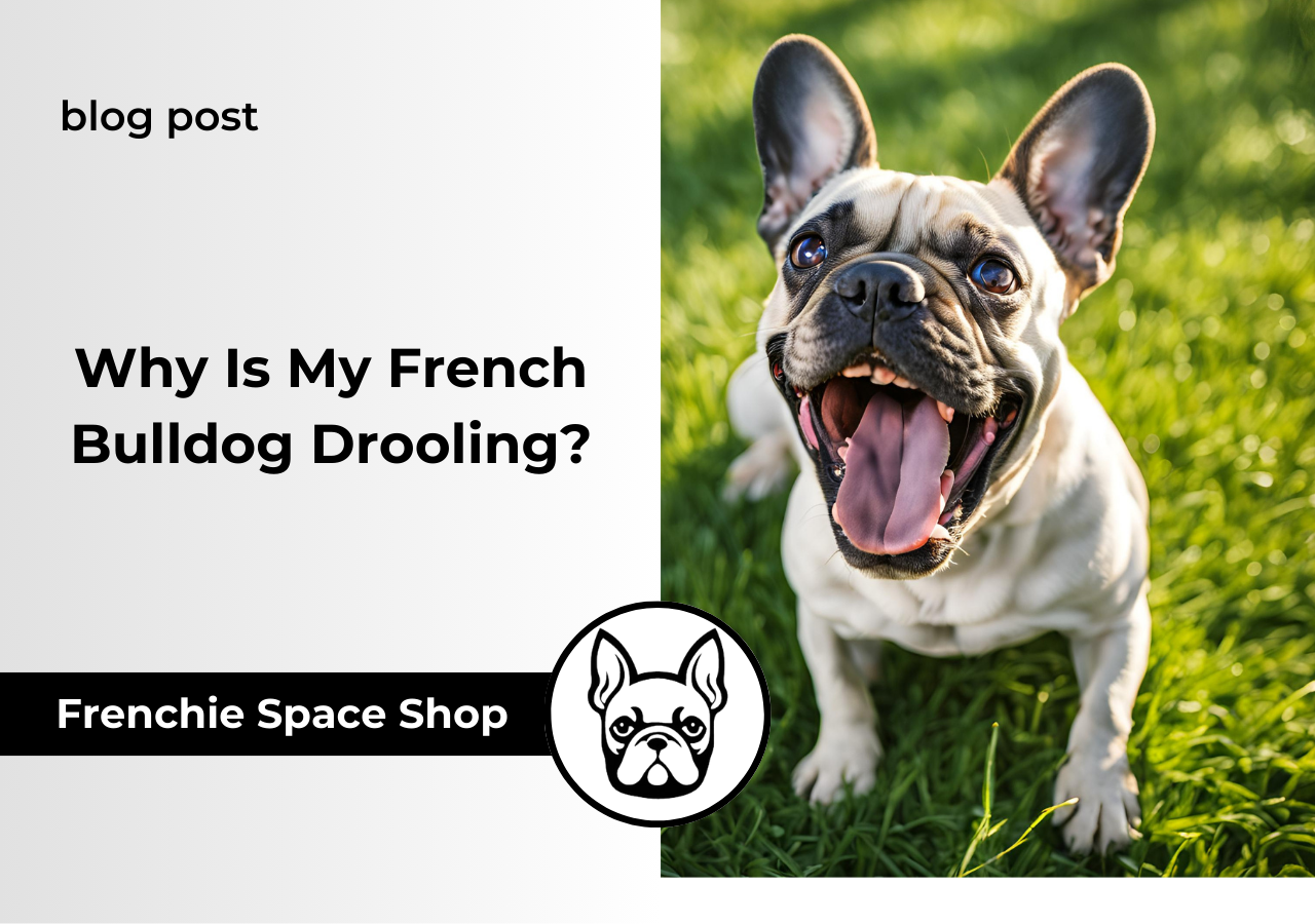 french bulldog drooling frenchie space