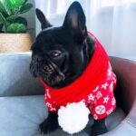 frenchie space shop french bulldog winter scarf