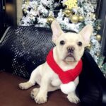 frenchie space shop french bulldog winter scarf