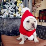 frenchie space shop french bulldog winter scarf