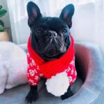 frenchie space shop french bulldog winter scarf