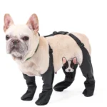 orthopedic french bulldog boots