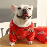 rudolph reindeer frenchie sweater