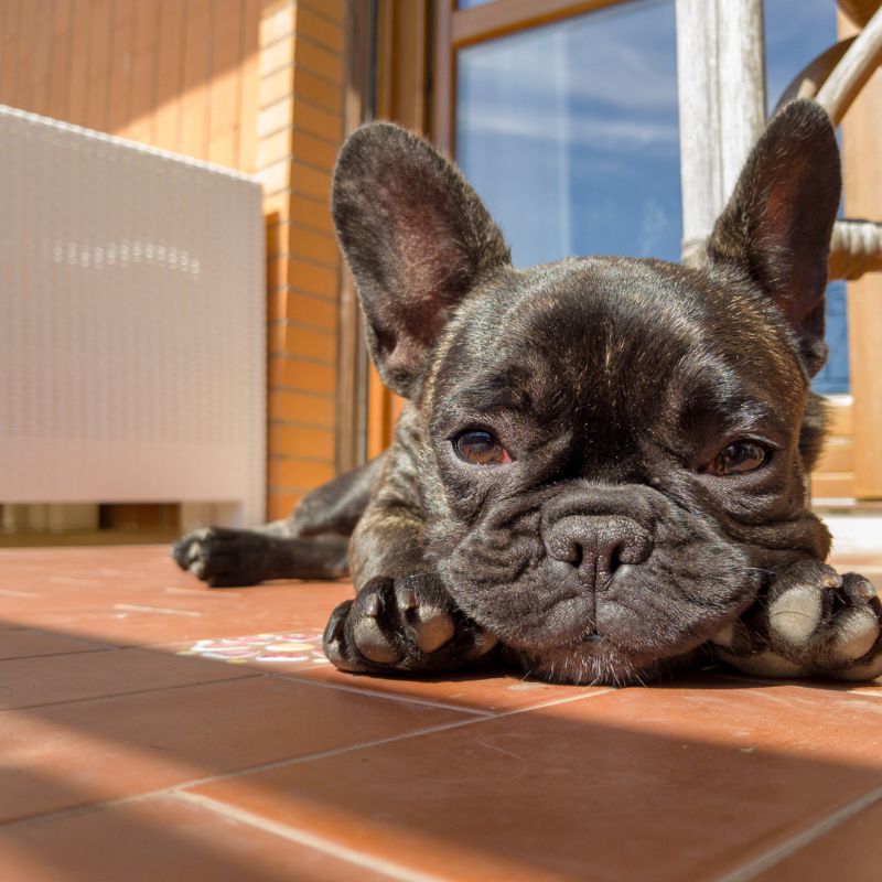 hyperkeratosis in french bulldogs frenchie space