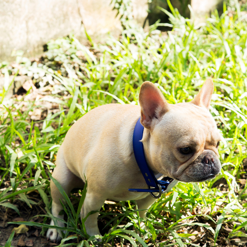 runny poop in french bulldogs frenchie space