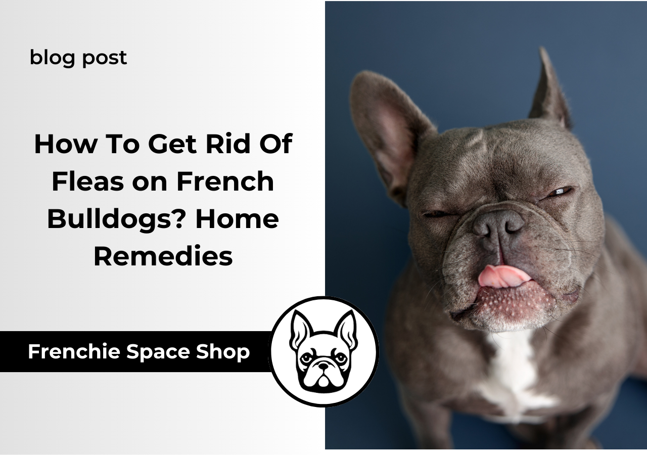 How To Get Rid Of Fleas on French Bulldogs Home Remedies