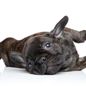 fleas on french bulldog frenchie space