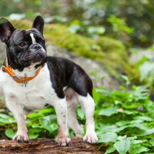 fleas on french bulldog frenchie space
