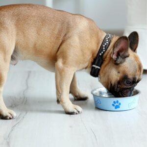 french bulldog raw diet frenchie space