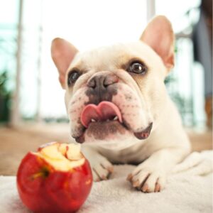 french bulldog raw diet frenchie space