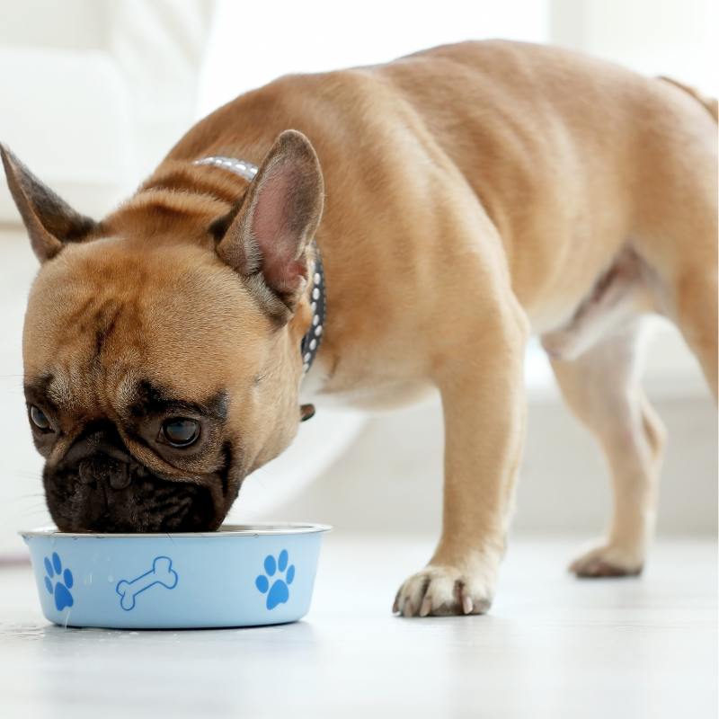 french bulldog raw diet frenchie space