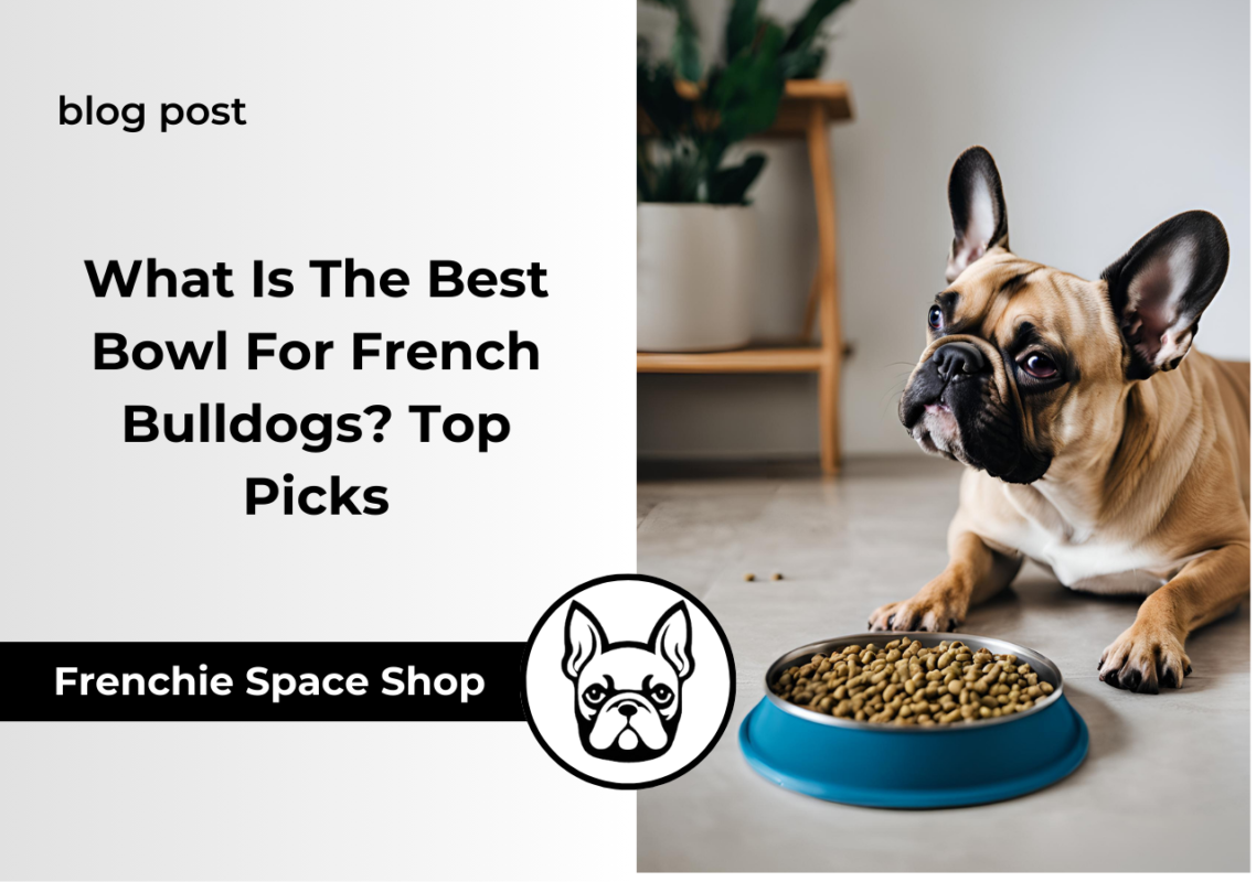 best bowl for french bulldogs frenchie space