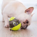 interactive french bulldog egg