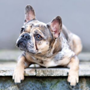 chocolate merle french bulldog frenchie space