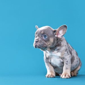 chocolate merle french bulldog frenchie space
