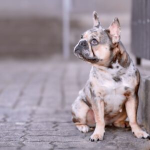 chocolate merle french bulldog frenchie space