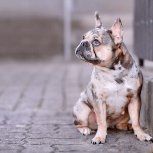 chocolate merle french bulldog frenchie space