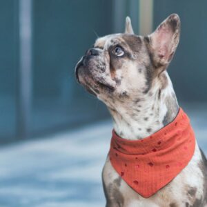 chocolate merle french bulldog frenchie space