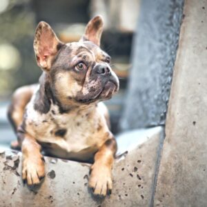 chocolate merle french bulldog frenchie space (6)