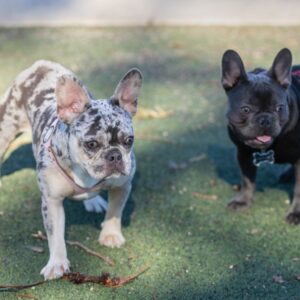 fawn merle french bulldog